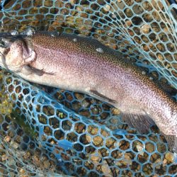 またイトウが釣れた！ ～フィシングパーク高島の泉～